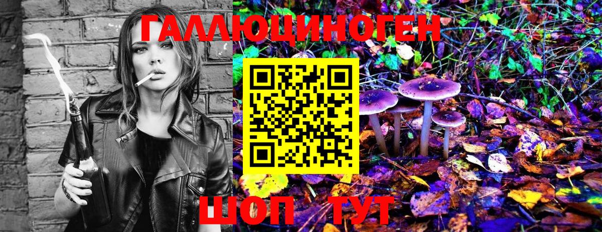 Псилоцибиновые грибы Psilocybe Саяногорск